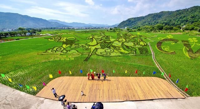 浙江永嘉：稻田艺术画 助力古村游