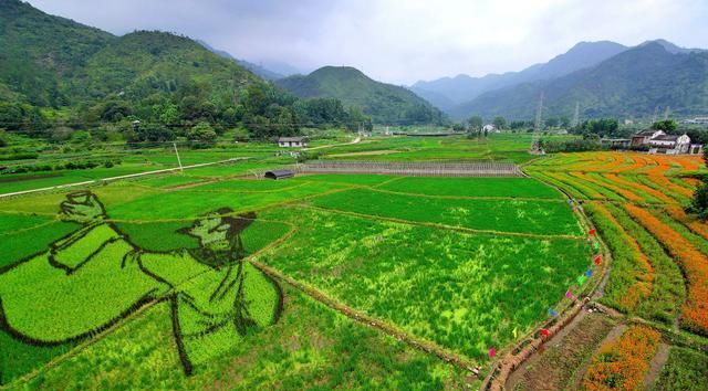 浙江永嘉：稻田艺术画 助力古村游