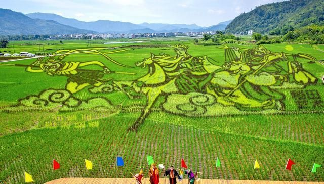 浙江永嘉：稻田艺术画 助力古村游