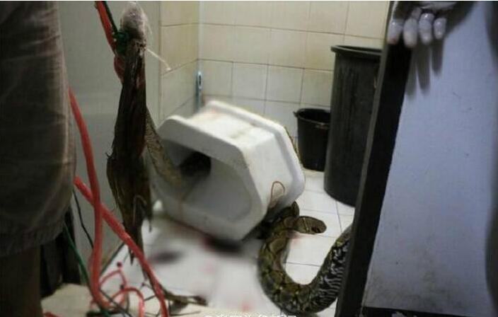 38岁男子上厕所 蹲便器突然出现巨蟒攻击其下体