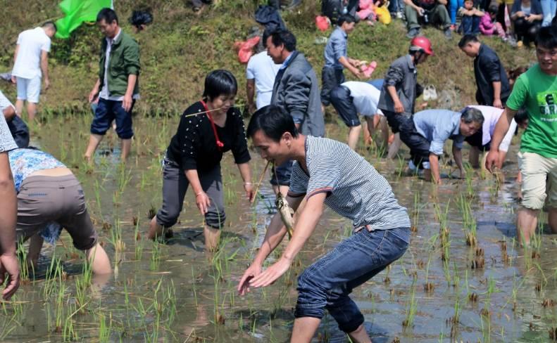 村民集体下稻田捉“宝贝”, 在城里这辈子都难玩到