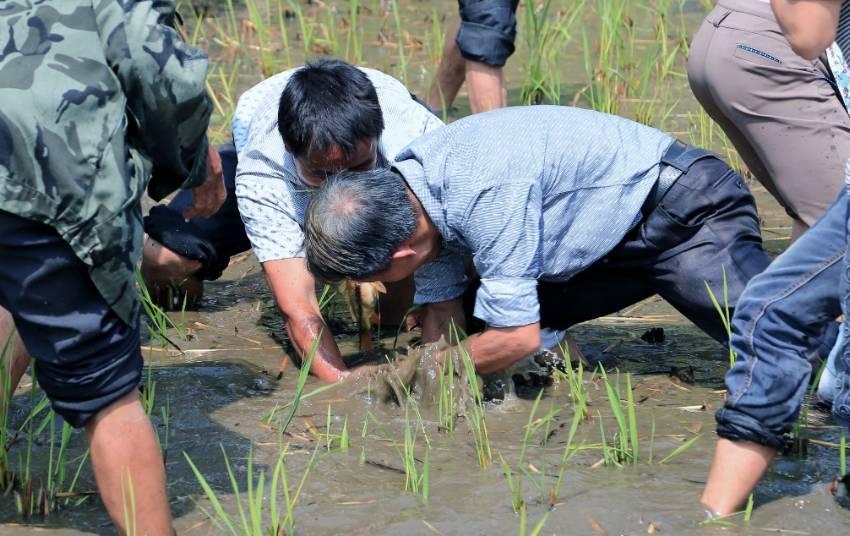 村民集体下稻田捉“宝贝”, 在城里这辈子都难玩到