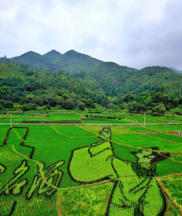 浙江永嘉：稻田艺术画 助力古村游