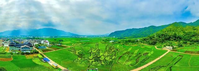 浙江永嘉：稻田艺术画 助力古村游