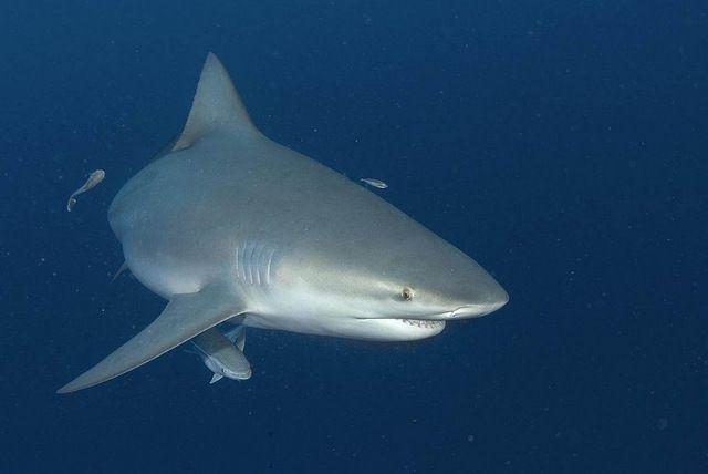 地球上10大最厉害的鲨鱼虎鲨和大白鲨领衔你都认识吗