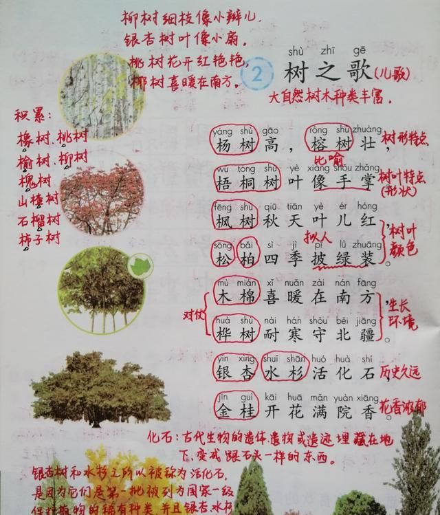 二年级语文《树之歌》备课笔记,在儿歌中认识各种树木
