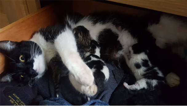 回家发现猫咪生了一窝小猫 男子 不对 我没有猫啊