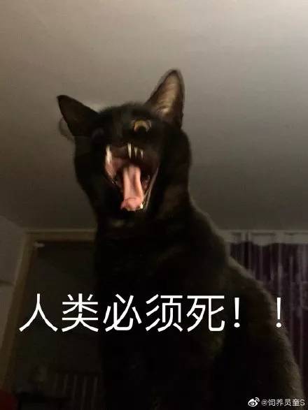 爱了爱了|鬼畜|黑猫|沙雕_新浪新闻