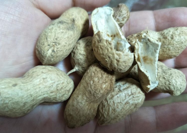 炒熟的花生壳,能直接给植物做肥料吗?需要怎么做?