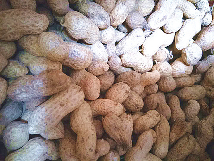 炒熟的花生壳,能直接给植物做肥料吗?需要怎么做?