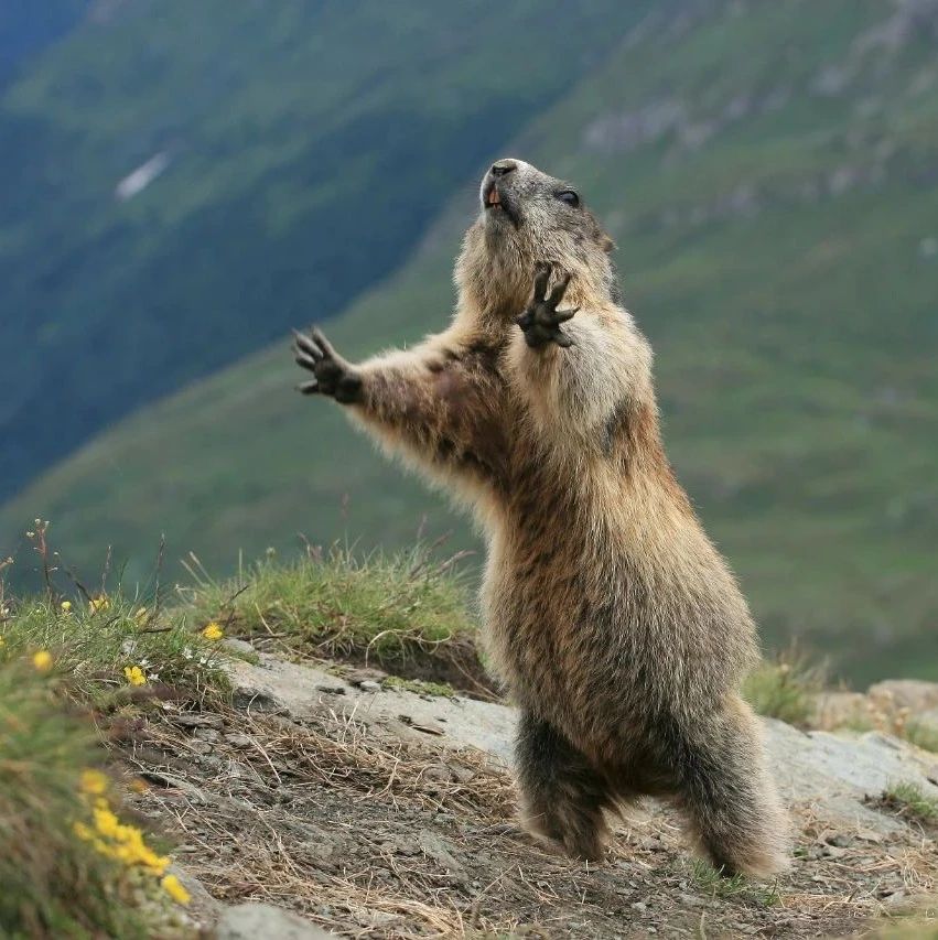 土拨鼠为什么不怕人?背后到底隐藏了什么秘密?...