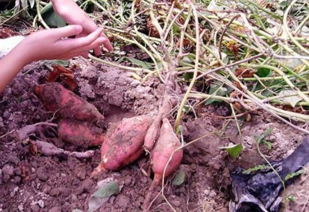 农村小伙去挖红薯，却意外挖出了一群宝贝！这下小伙高兴极了