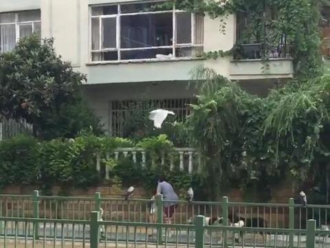 出门被猫狗和鸟包围,在逃迪士尼公主?不过是喂养流浪猫狗的好人
