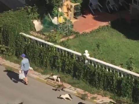 出门被猫狗和鸟包围,在逃迪士尼公主?不过是喂养流浪猫狗的好人