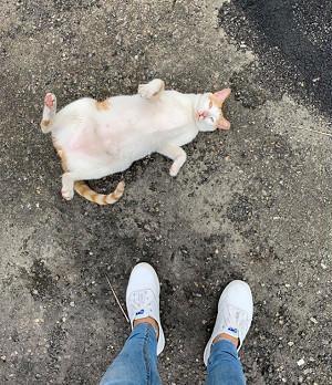 出门被猫狗和鸟包围,在逃迪士尼公主?不过是喂养流浪猫狗的好人