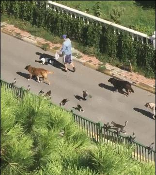 出门被猫狗和鸟包围,在逃迪士尼公主?不过是喂养流浪猫狗的好人