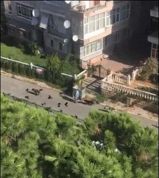 出门被猫狗和鸟包围,在逃迪士尼公主?不过是喂养流浪猫狗的好人