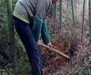 农村大爷竹林里挖到宝贝, 高兴的连竹笋都不要了!