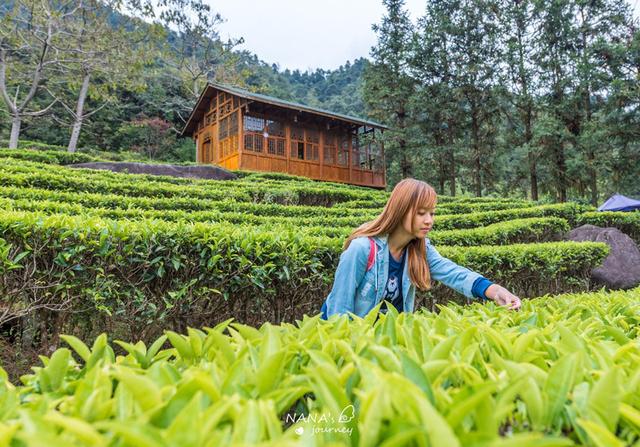 贺州姑婆山中的这个茶园,依山而生,是拍照很美的网红茶园