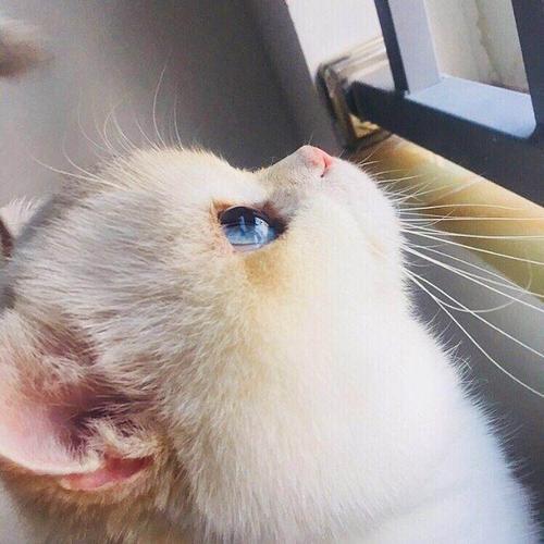 盛世美颜侧脸杀,只要角度找得好,每只猫咪都是猫界吴彦祖