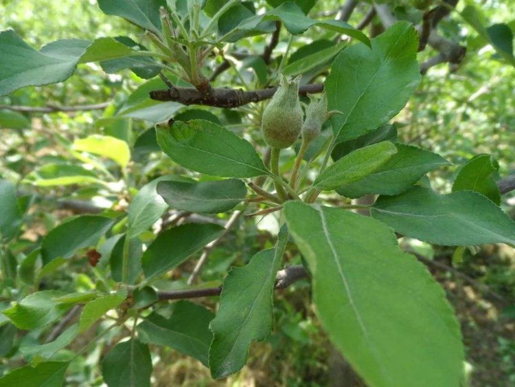 苹果坐果期病虫害如何防治?科学种植是关键,助农增产增收