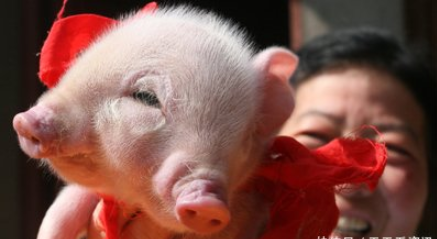 村民家母猪又产下怪胎,两个脑袋三只眼睛,很多人慕名前来观看