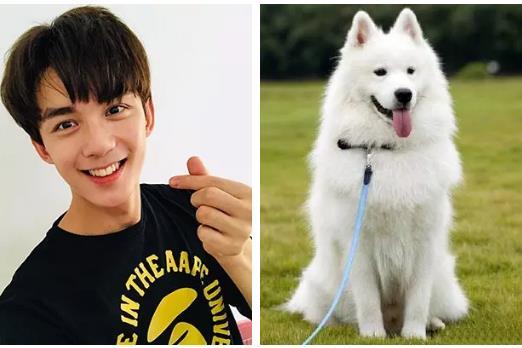 刘昊然撞脸柴犬,张若昀撞脸哈士奇,甜奶cp领衔贵圈奶狗系男友