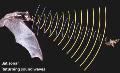 能发射高温激波炮，连潜艇都害怕的生物，到底有多厉害...