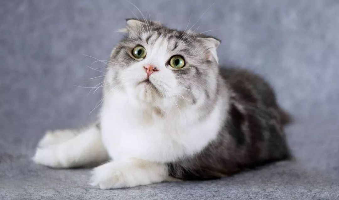 苏格兰折耳猫起源故事 折耳猫品种发展历程