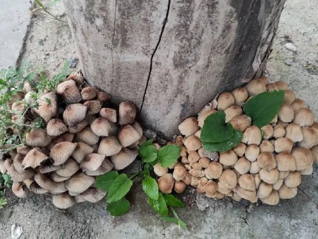 20种毒蘑菇,遇到千万别碰,贪吃必送医院|鬼伞|有毒|蘑菇_新浪新闻