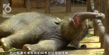 怀孕22个月产下70公斤小公主 亚洲象妈咪和宝贝准备好跟大家见面