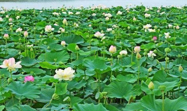 安徽又一景点走红,人称淮南“生态后花园”,却以荷花淀闻名