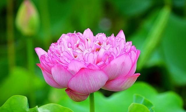 安徽又一景点走红,人称淮南“生态后花园”,却以荷花淀闻名