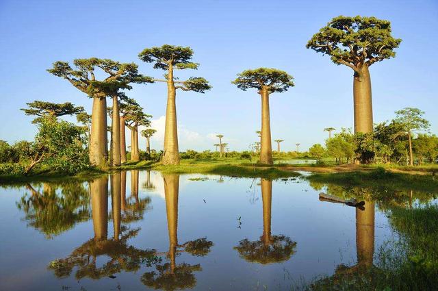 非洲神奇的猴面包树，真的会长面包吗？树干掏空还能当房住