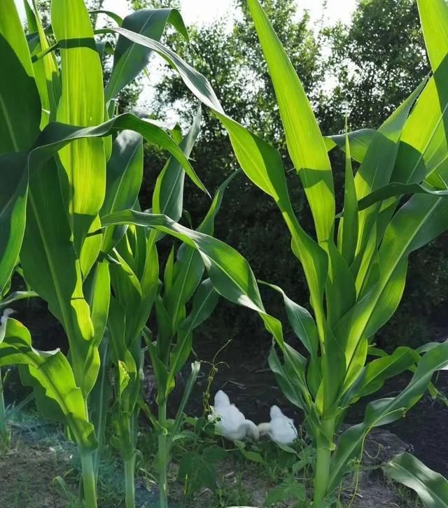 「散文」喜欢夏天的声音