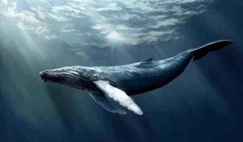 为什么“鲸落”这个词突然变成文艺词汇？