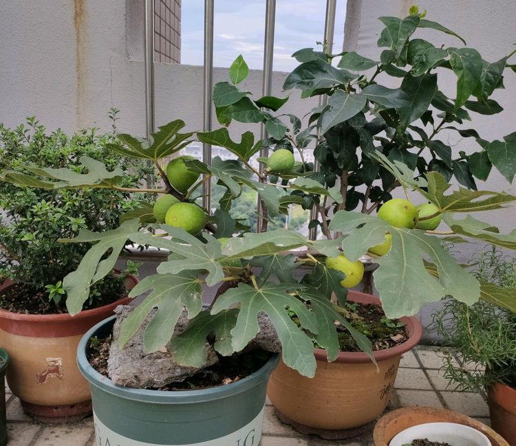 换盆以后的无花果,枝条干枯掉光叶还闷根,洗根后怎么发根?