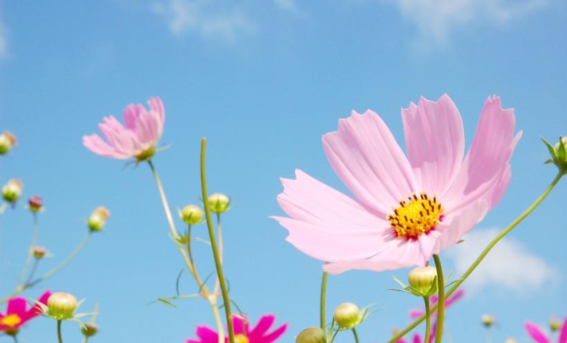 8月事业节节高升，财神上门，劫难已过的四生肖