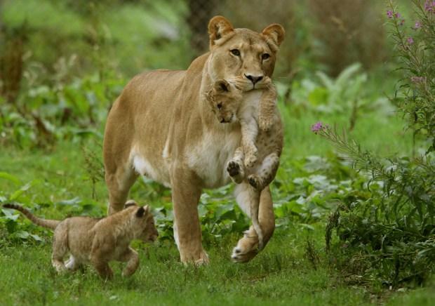 四只刚出生的小狮子和第一次做母亲的狮子妈妈萌化你的心