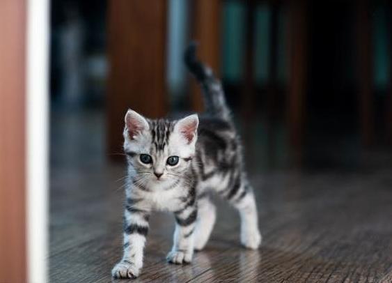 猫界“最漂亮”的6种猫,让人赏心悦目眼睛一亮,你觉得谁第一?|猫|挪威 ...