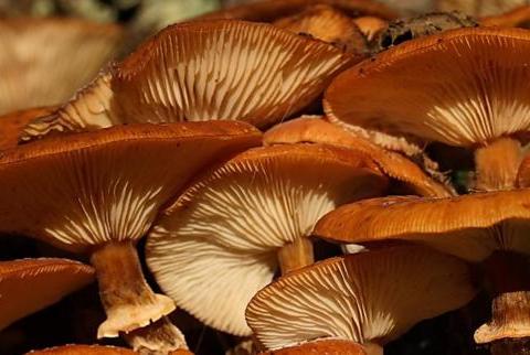 蘑菇为什么会长成圈 5e0f-ixreehp3623628.jpg