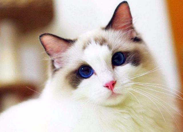 猫界“最漂亮”的6种猫,让人赏心悦目眼睛一亮,你觉得谁第一?|猫|挪威 ...