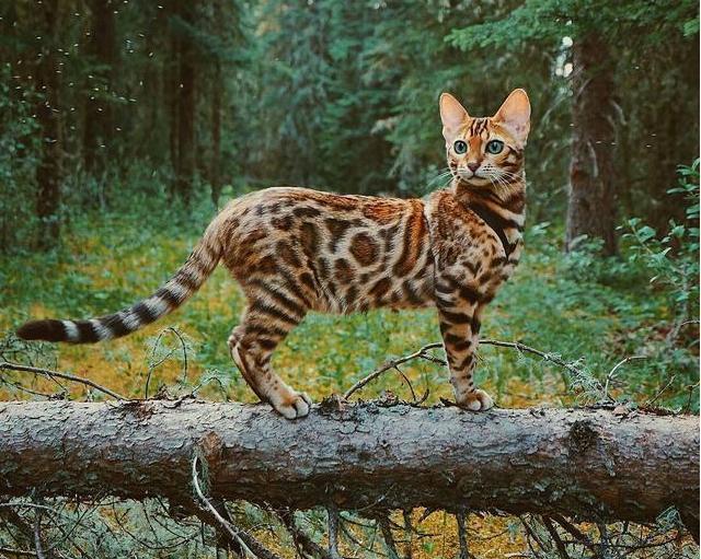 猫界“最漂亮”的6种猫,让人赏心悦目眼睛一亮,你觉得谁第一?|猫|挪威 ...