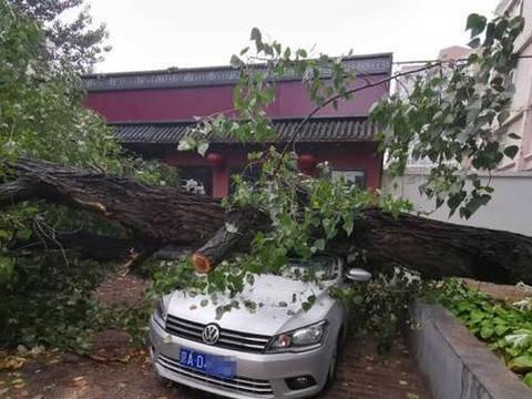 北京大雨过后，大树砸坏7辆轿车，大众车的皮厚派上了用场