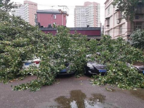 北京大雨过后，大树砸坏7辆轿车，大众车的皮厚派上了用场