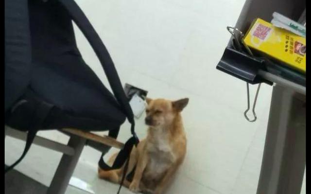 狗仗人势终被灭，大快人心