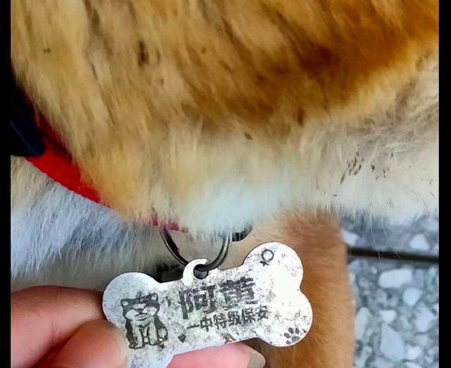 狗仗人势终被灭，大快人心