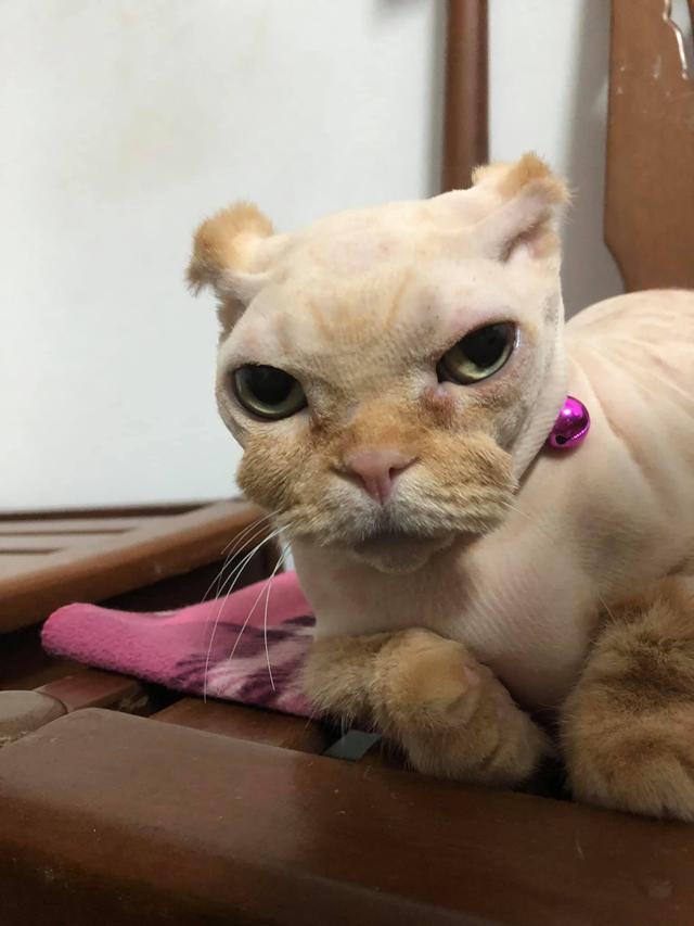 猫咪被主人剃光,丑得像只凶狠吉娃娃!这竟是为它好