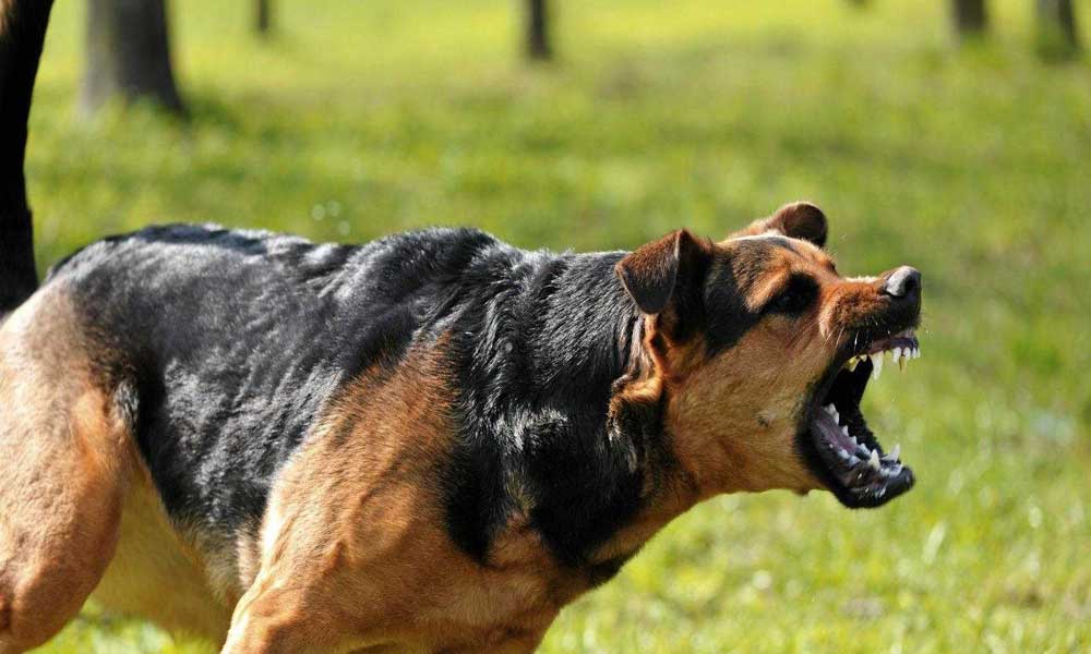 狗和人都可以打狂犬疫苗，为什么日本给狗打，而中国却...