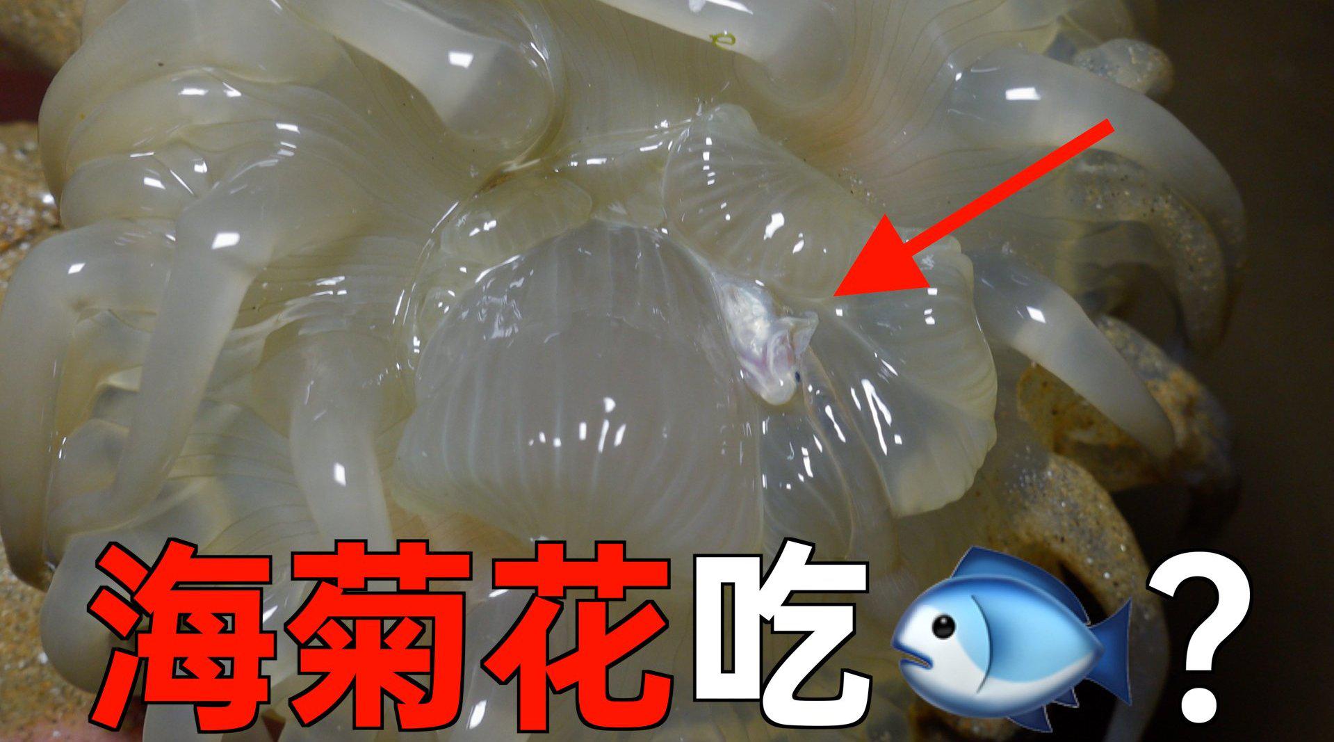 广州发生一起副溶血性弧菌食物中毒事件，病菌多存于海鲜中，生食属于高风险_细菌